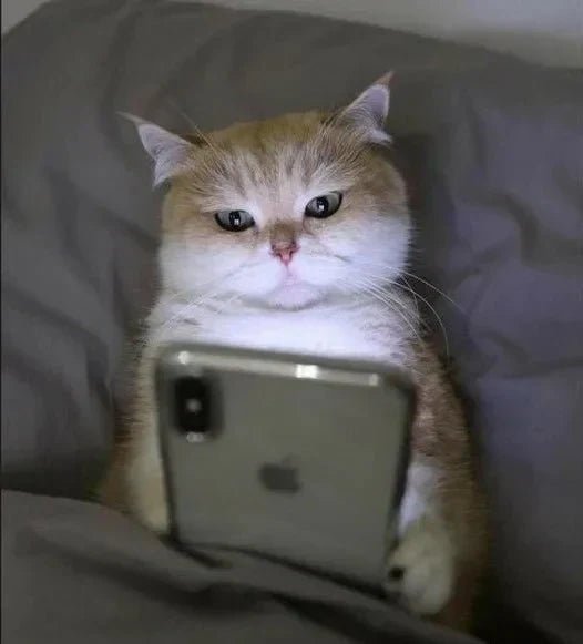 Bir Kedi En Fazla Kaç Yıl Yaşar? Kedilerin Ortalama Ömrü - Petpel