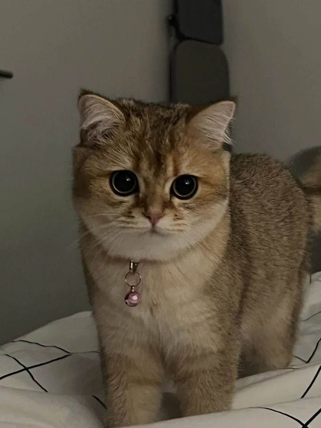 British Shorthair Özellikleri, Bakımı, Fiyatları ve Sahiplenme Rehberi - Petpel