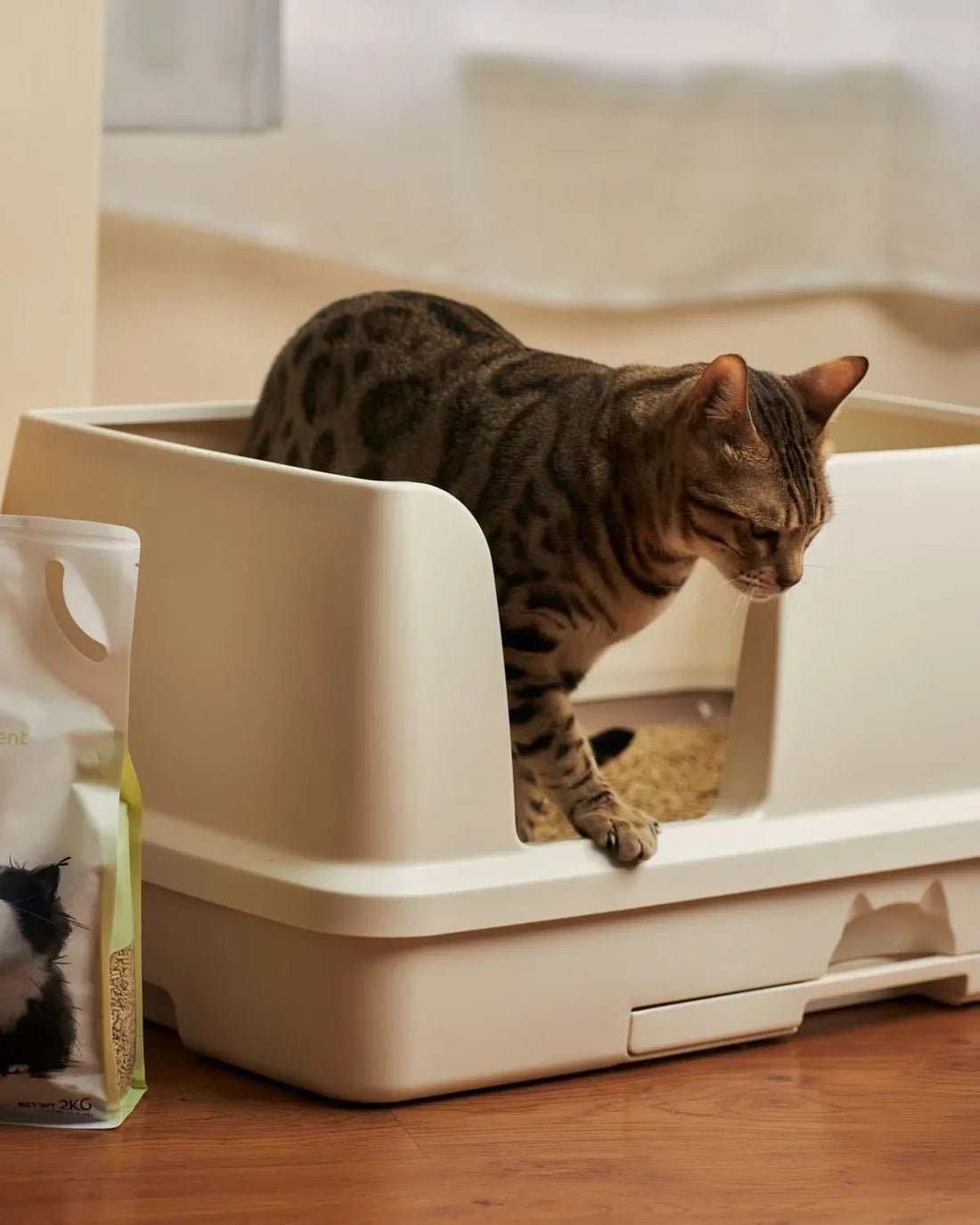En İyi Otomatik Kedi Tuvaleti Hangisi? Almadan Önce Bilmen Gerekenler - Petpel
