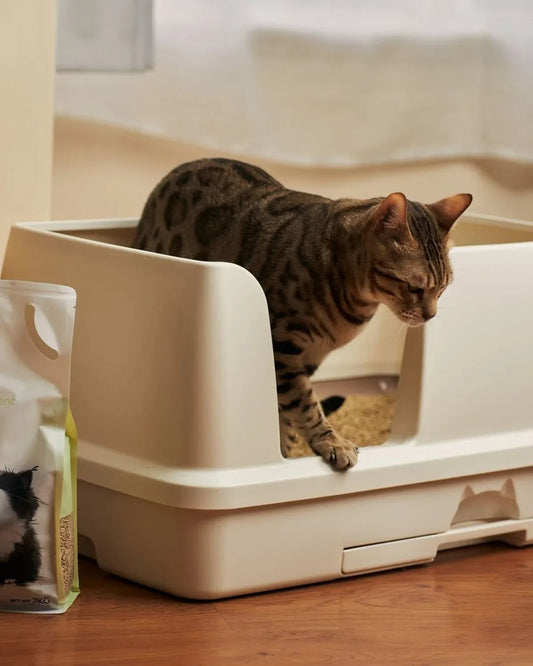 En İyi Otomatik Kedi Tuvaleti Hangisi? Almadan Önce Bilmen Gerekenler - Petpel