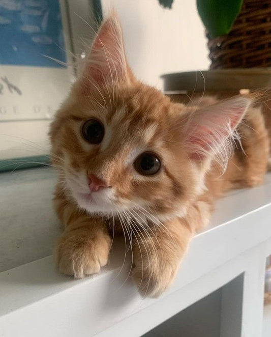 Erkek Kedi Kısırlaştırma: Süreç, İyileşme ve Merak Edilenler - Petpel