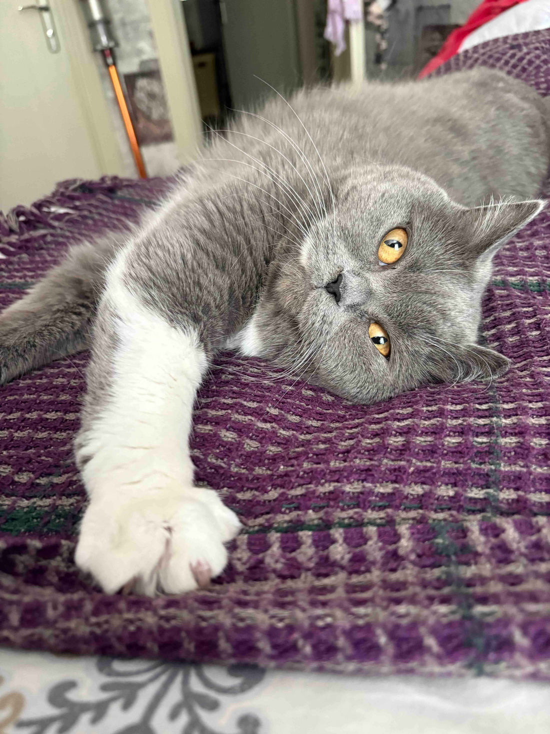 Evde Kedi Kumu Kokusu Nasıl Önlenir? Etkili ve Pratik Yöntemler - Petpel
