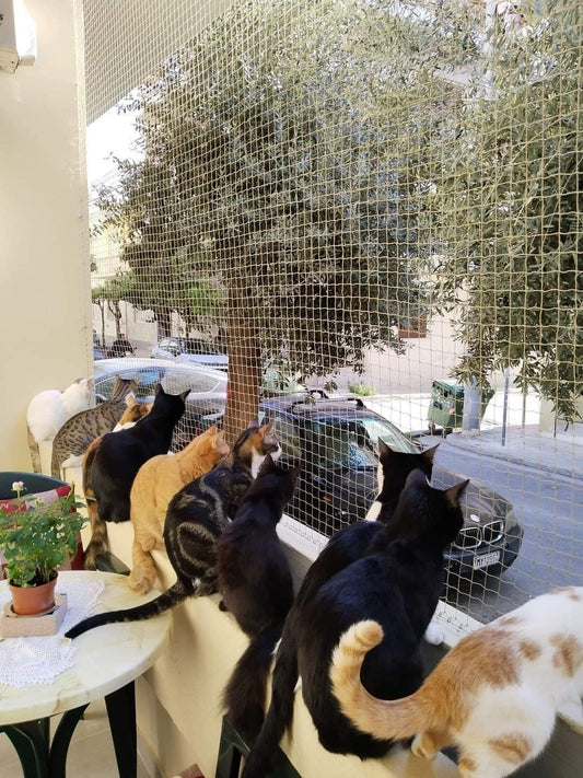 Kedi Ağı Nedir? Balkon, Cam Balkon ve Pencere İçin Güvenlik Rehberi - Petpel