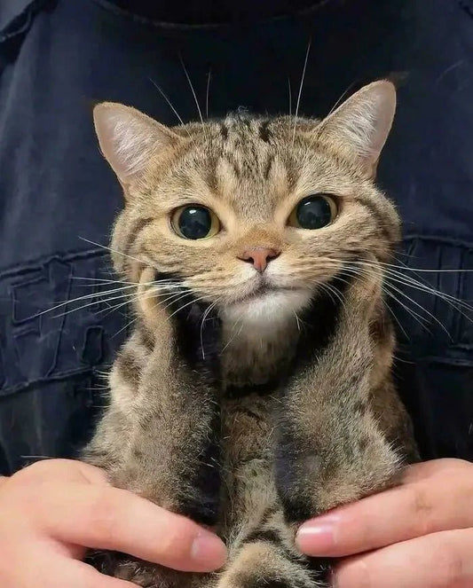 Kedi Aknesi ve Kedi Çene Aknesi: Belirtileri, Nedenleri ve Dikkat Edilmesi Gerekenler - Petpel