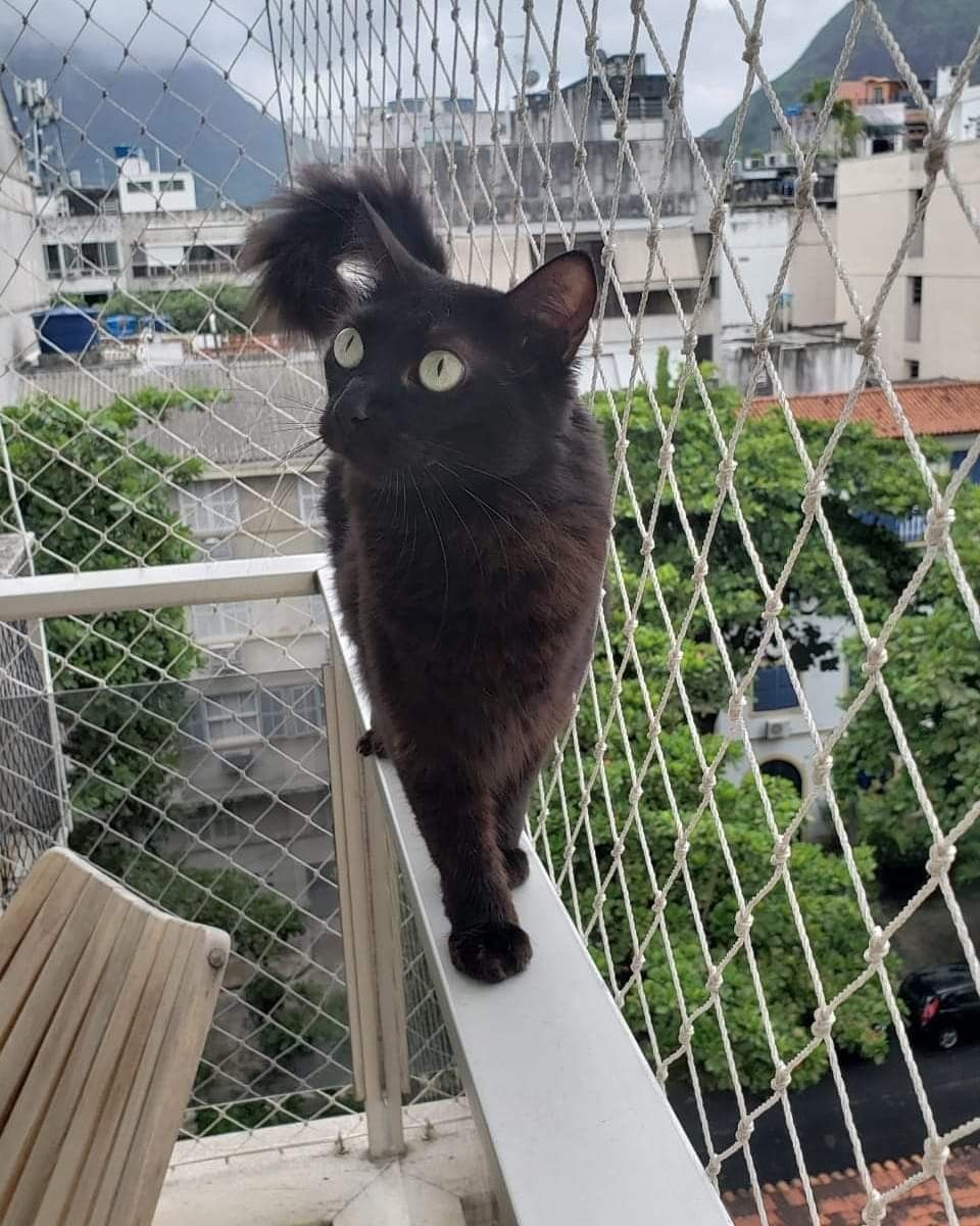 Kedi Filesi Nedir? Balkon ve Pencere Güvenliği İçin Kullanım Rehberi - Petpel