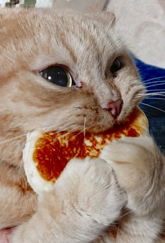 Kedi Maltı Nedir? Ne İşe Yarar, Nasıl Kullanılır? - Petpel