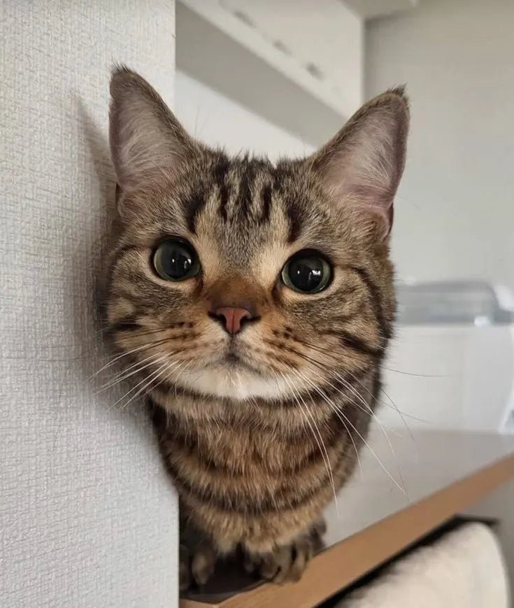 Kedi Tülü Nedir? Balkon ve Pencere Güvenliği Rehberi - Petpel
