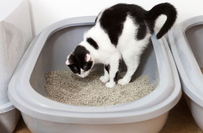 Tozsuz Kedi Kumu Neden Önemlidir? Evde Konfor ve Temizlik İçin Rehber - Petpel