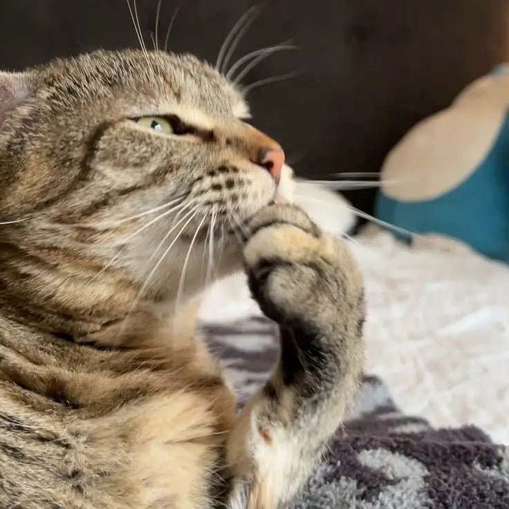 Tozsuz Kedi Kumunun Faydaları: Solunum Sağlığı İçin Neden Önemli? - Petpel