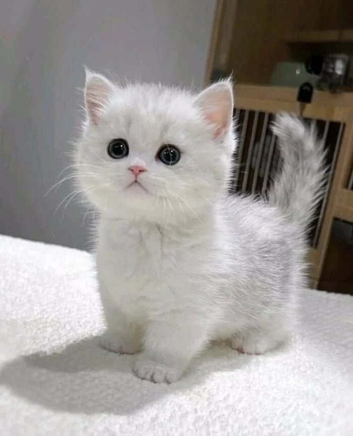 Yavru Kedi İlk Geldiğinde Ne Yapılmalı? - Kedi Kumu Seçimi - Petpel