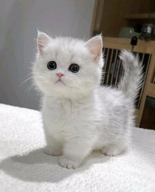 Yavru Kedi İlk Geldiğinde Ne Yapılmalı? - Kedi Kumu Seçimi - Petpel
